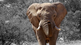Endangered animals: African Elephant