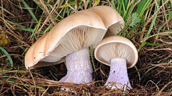 Mushrooms occurring in Europe - Lepista personata