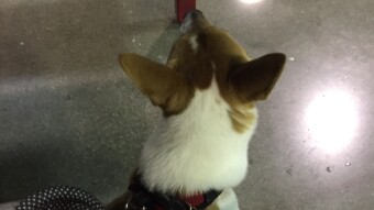 Puppies and the Costco outdoor food court