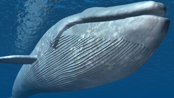 Bitcoin price below $ 50,000. Whales buy BTC