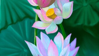 Digital art_2020. Lotuses