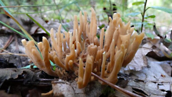 Mushroom edible or not? - Pine coral