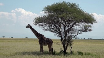 Tarangire National Park - out of boredom, people will go on a safari - my travels in Africa - Tanzania