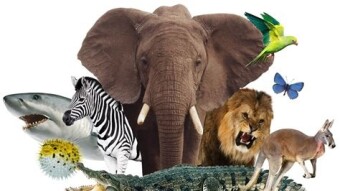 The Animal Kingdom of Crypto - Which one are you?