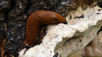 A conqueror of fields, gardens and mushrooms?