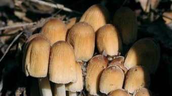 Mushrooms occurring in Europe - Coprinellus micaceus
