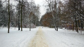 Today there are no colors, gray and dreary, and in the afternoon there is heavy snowfall again - My Actifit Report Card: December 6 2023