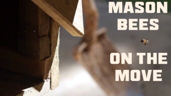 Video of Mason Bees on the move