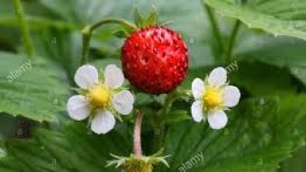 FRAGARIA
