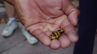 This is an arrow toad, a toxic species.