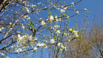 👁‍🗨 My Blooming Plum Tree