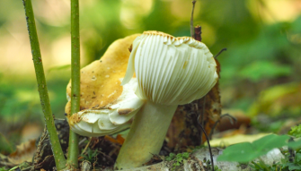Just a photo of mushrooms