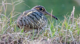 Birding in Margalla Hills