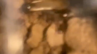 Time-lapse of Ants