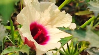 Flower videography