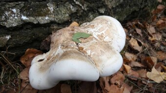 Strength, health and energy from the forest - birch polypore or birch bracket