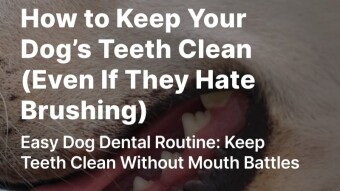 How to Keep Your Dog’s Teeth Clean (Even If They Hate Brushing)