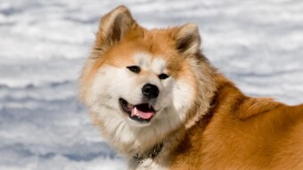 American Akita and Akita Inu-The dogs behind the Crypto Coin #Part 2