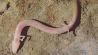 Lazy salamander stays in the same spot for 2569 days!
