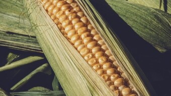 Without corn, there is no country