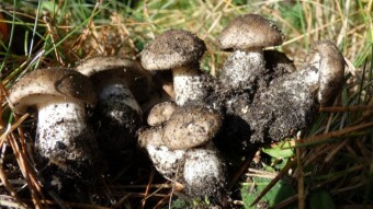 Soapy Knight or Soap Tricholoma - inedible mushrooms with an unpleasant smell