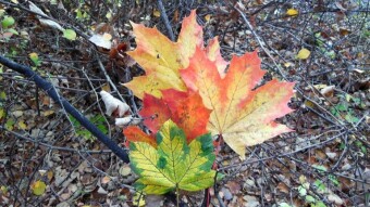 But every sunny day in November shortens our winter and brings us closer to spring - My Actifit Report Card: November 6 2022