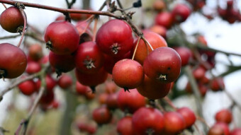 Autumn will soon turn into winter, but there will be no shortage of colors