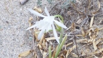Sardina landscapes (part. 4 - flowers and plants)