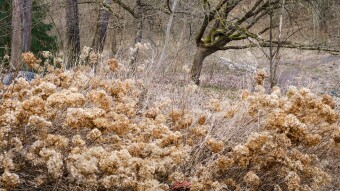 Windblown tree