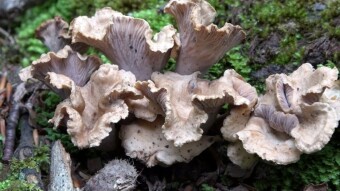 Chanterelle more like coral - very rare edible mushroom (Cantharellus ianthinoxanthus)