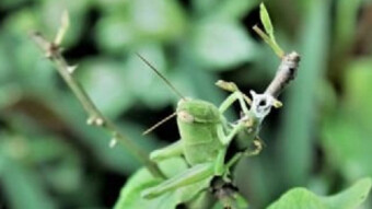 Green Grasshopper #Macrophotography