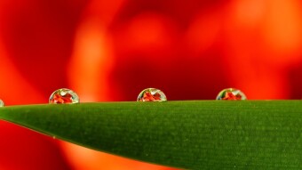 What happened with Excelencia's Green Heavens  in a Red See? Cosmos($ATOM), Internet Computer($ICP), Quant($QNT) and Avalanche($AVAX), involved...
