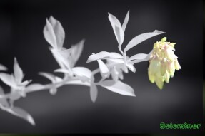 Selective Color Infrared Photography Single - Blueberry flower and branch