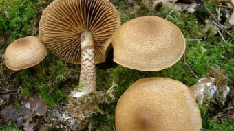 Mushrooms occurring in Europe - Cortinarius pholideus