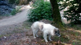 Why Poor Stray Animals Always End-up Suffering?