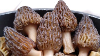 Common morel - Brilliant and rare mushrooms in the kitchen - pasta with morels in cream