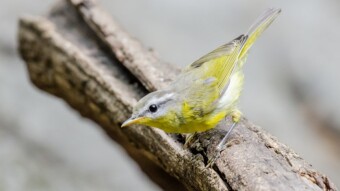 Grey-headed Warbler - Birding / Wildlife