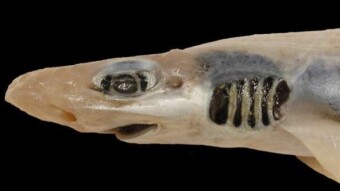 A Skinless Shark