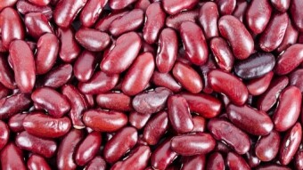 Red bean seeds - Kidney