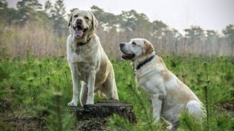 [67] Three sisters and two female dogs…(Episode - 13)