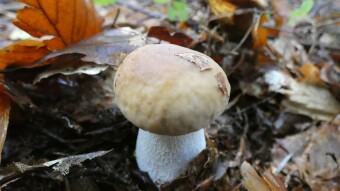 Theoretically, it's the end of the mushroom season, but not entirely