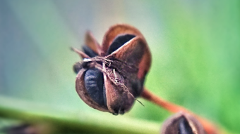 Macro Photography Session | Multiple Species