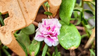 Bitten, Torn, Crushed And Still Blooming
