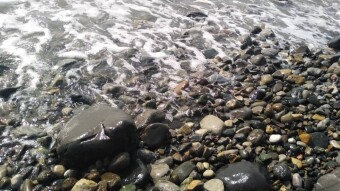 One Attraction of Rocky Beaches Is The Abundance of Rocks