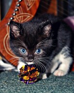 Kitten Concentration - 2007 portraits
