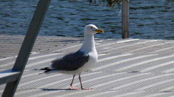 A bird that should not be here - Herring gull