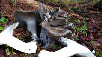 March mushroom - edible March mushrooms