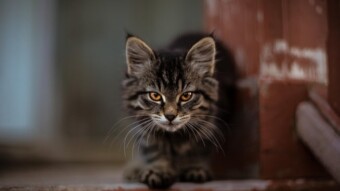 The Cat