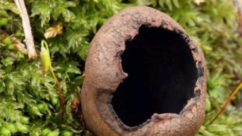 Mushrooms occurring in Europe - Urnula craterium