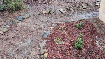 Rain, Weeds, and Mulch